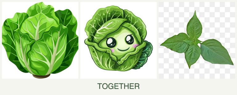 Can you plant lettuce, cabbage and basil together?