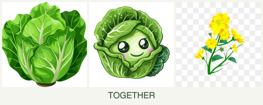 Can you plant lettuce, cabbage and calendula together?