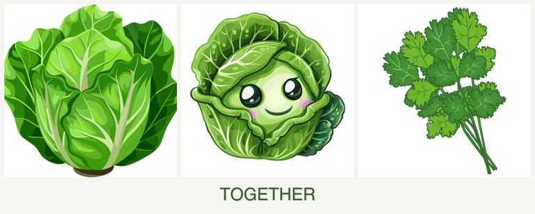Can you plant lettuce, cabbage and cilantro together?