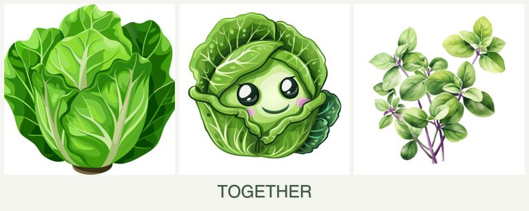 Can you plant lettuce, cabbage and oregano together?