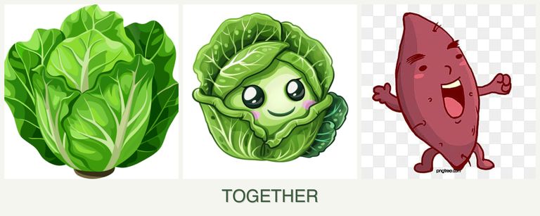 Can you plant lettuce, cabbage and sweet potatoes together?