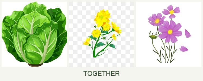 Can you plant lettuce, calendula and cosmos together?