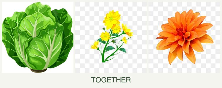 Can you plant lettuce, calendula and dahlias together?
