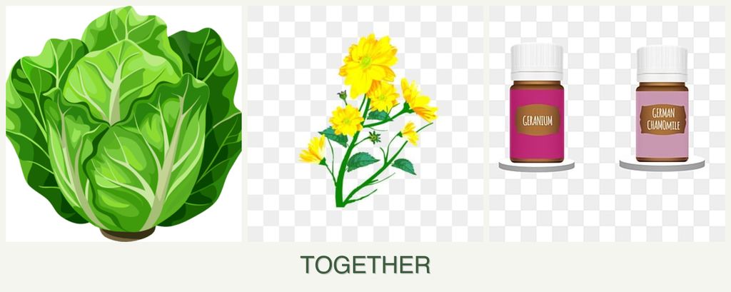 Can you plant lettuce, calendula and geraniums together?