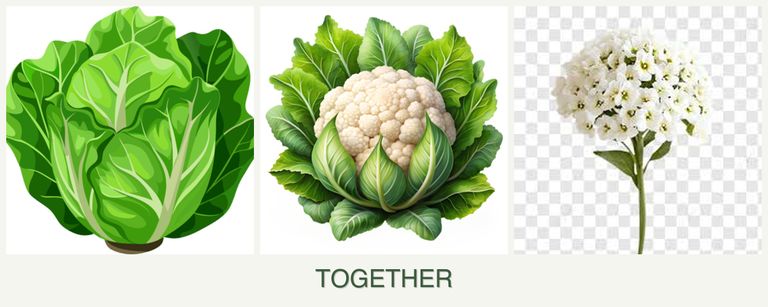 Can you plant lettuce, cauliflower and alyssum together?