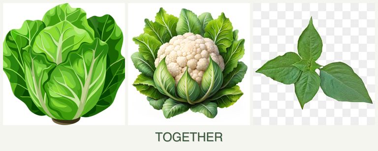 Can you plant lettuce, cauliflower and basil together?