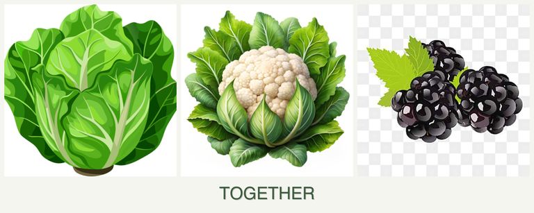 Can you plant lettuce, cauliflower and blackberries together?