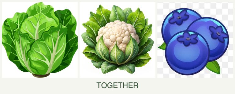Can you plant lettuce, cauliflower and blueberries together?