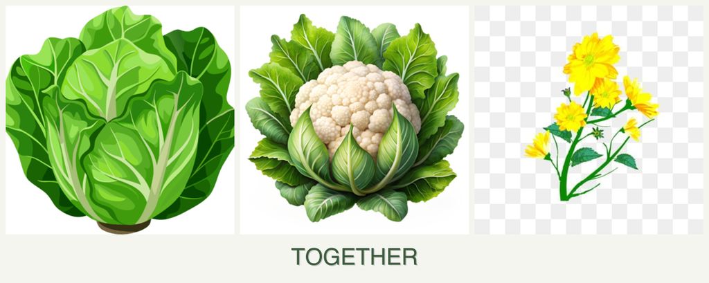 Can you plant lettuce, cauliflower and calendula together?