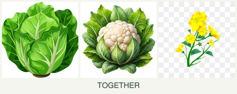 Can you plant lettuce, cauliflower and calendula together?