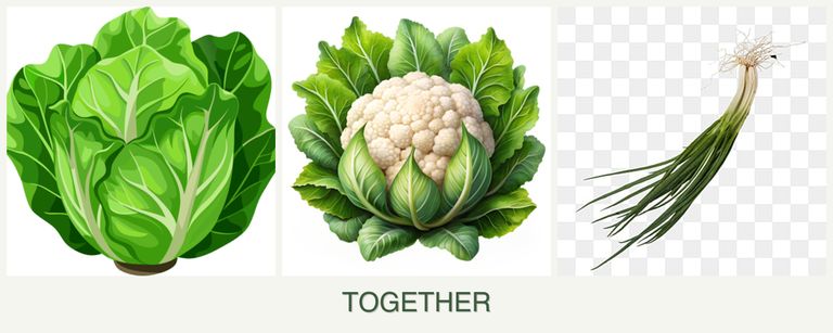 Can you plant lettuce, cauliflower and chives together?
