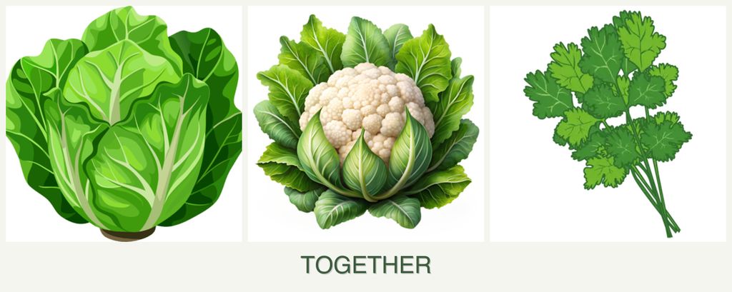 Can you plant lettuce, cauliflower and cilantro together?