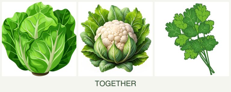 Can you plant lettuce, cauliflower and cilantro together?