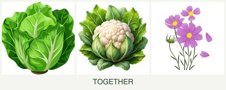Can you plant lettuce, cauliflower and cosmos together?