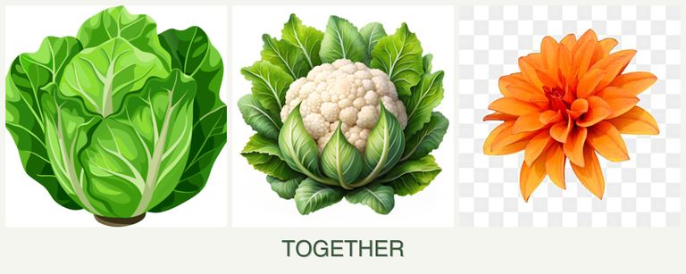 Can you plant lettuce, cauliflower and dahlias together?