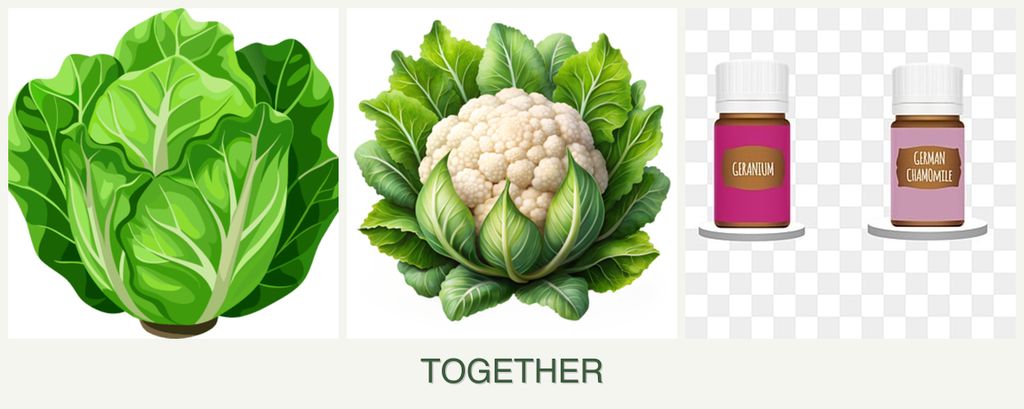 Can you plant lettuce, cauliflower and geraniums together?