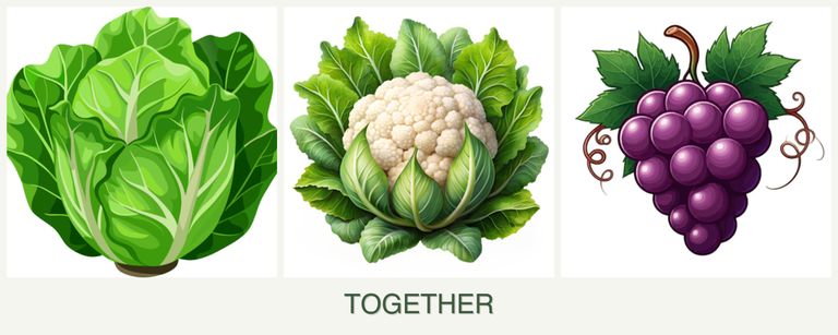 Can you plant lettuce, cauliflower and grapes together?
