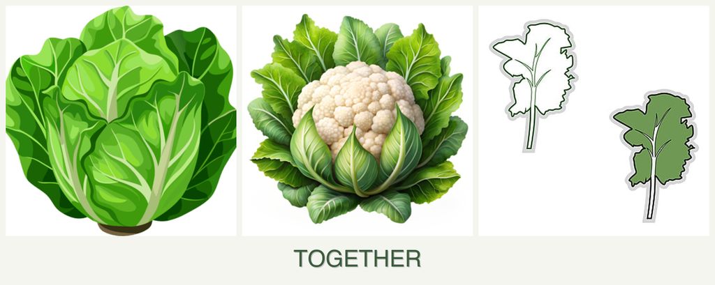 Can you plant lettuce, cauliflower and kale together?