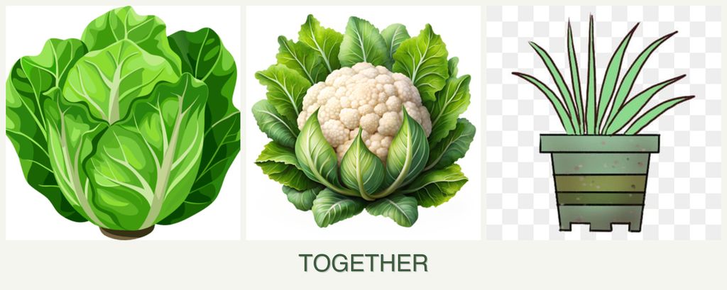 Can you plant lettuce, cauliflower and lemongrass together?