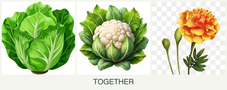 Can you plant lettuce, cauliflower and marigolds together?