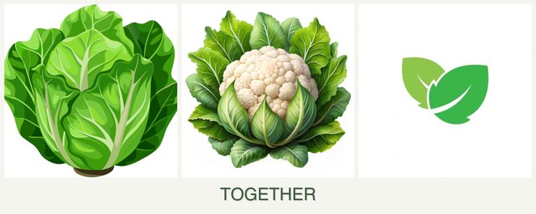 Can you plant lettuce, cauliflower and mint together?