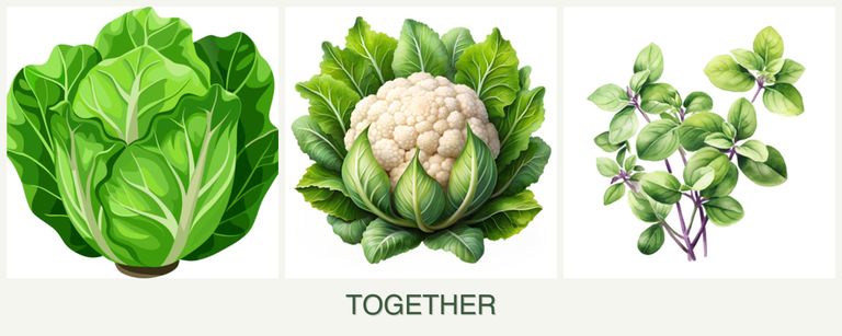 Can you plant lettuce, cauliflower and oregano together?
