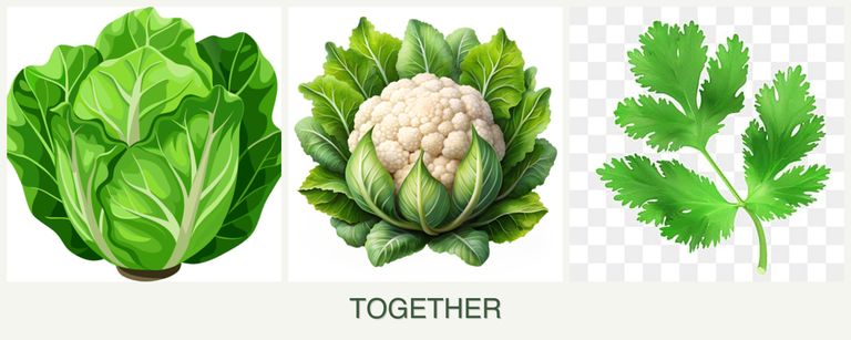 Can you plant lettuce, cauliflower and parsley together?
