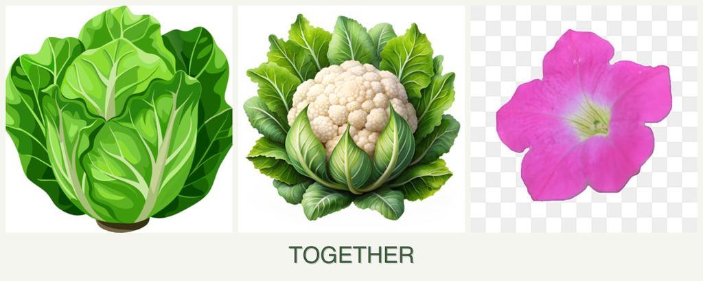 Can you plant lettuce, cauliflower and petunias together?