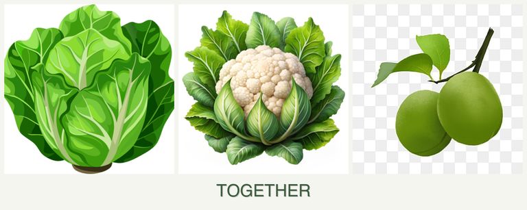 Can you plant lettuce, cauliflower and plums together?