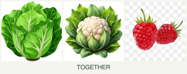 Can you plant lettuce, cauliflower and raspberries together?