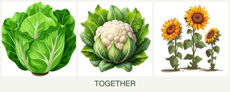 Can you plant lettuce, cauliflower and sunflowers together?