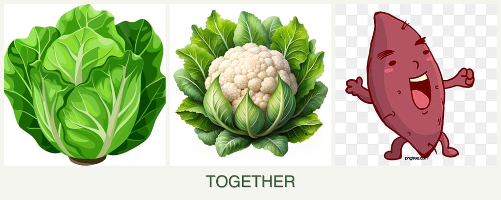 Can you plant lettuce, cauliflower and sweet potatoes together?