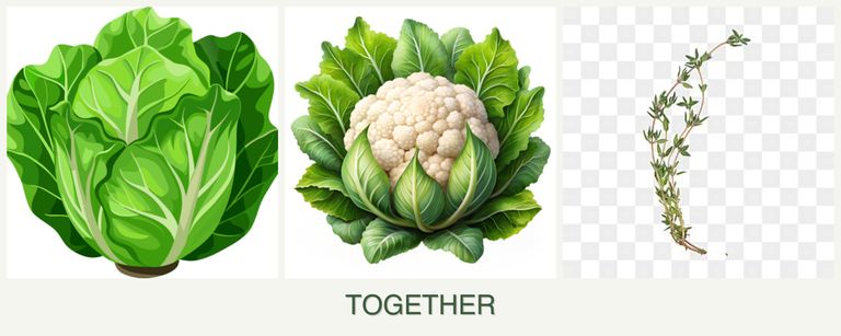 Can you plant lettuce, cauliflower and thyme together?