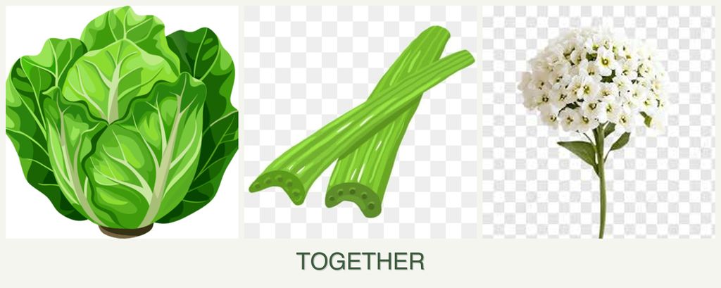 Can you plant lettuce, celery and alyssum together?