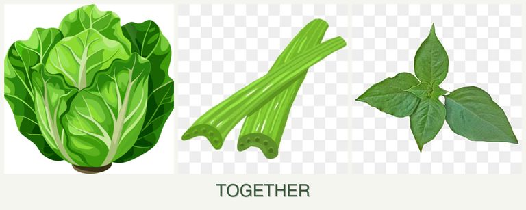 Can you plant lettuce, celery and basil together?