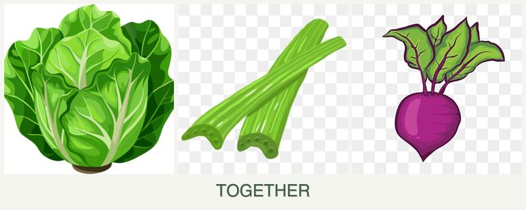 Can you plant lettuce, celery and beets together?