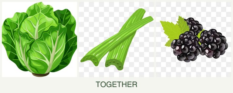 Can you plant lettuce, celery and blackberries together?