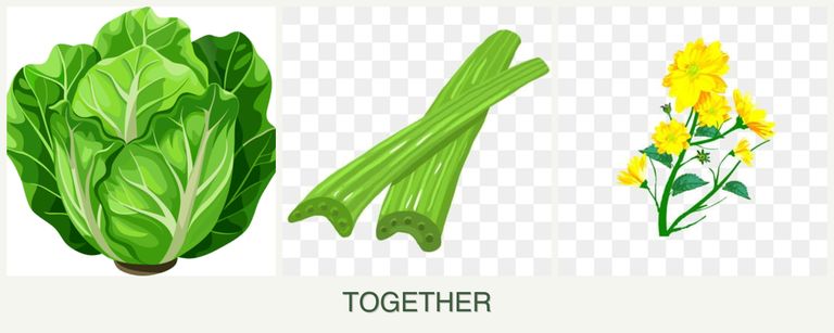 Can you plant lettuce, celery and calendula together?