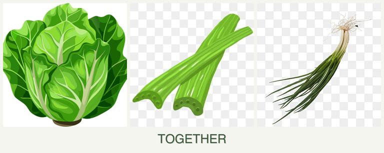 Can you plant lettuce, celery and chives together?