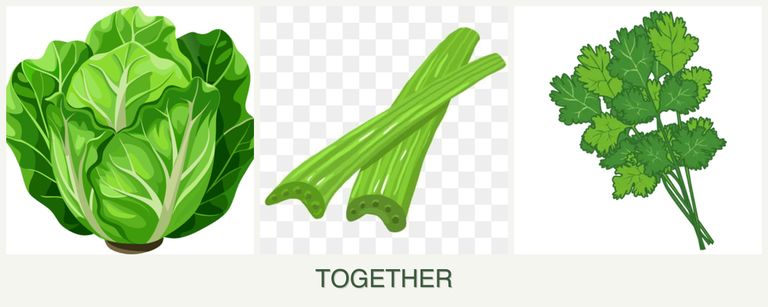Can you plant lettuce, celery and cilantro together?