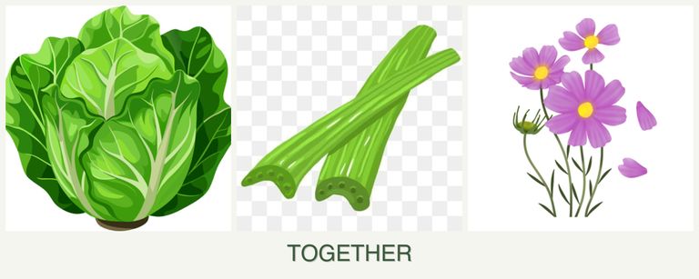 Can you plant lettuce, celery and cosmos together?