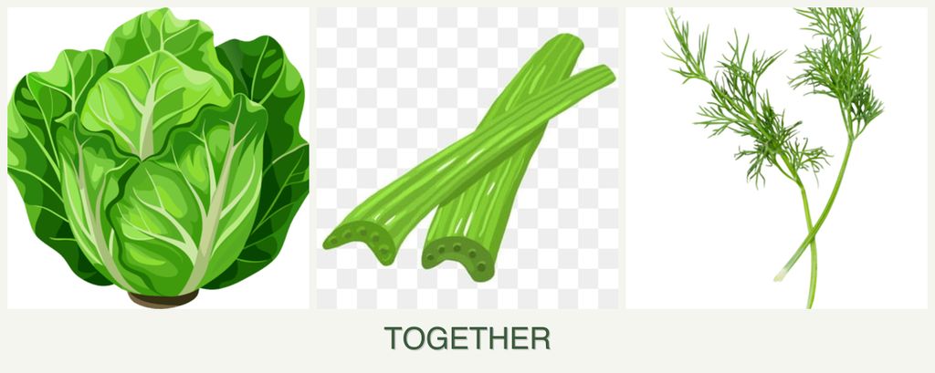 Can you plant lettuce, celery and dill together?