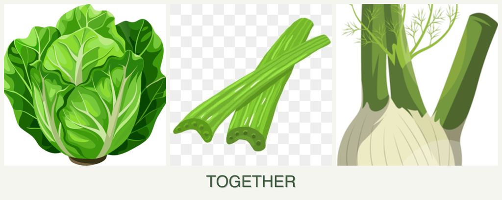Can you plant lettuce, celery and fennel together?