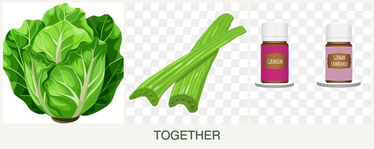 Can you plant lettuce, celery and geraniums together?