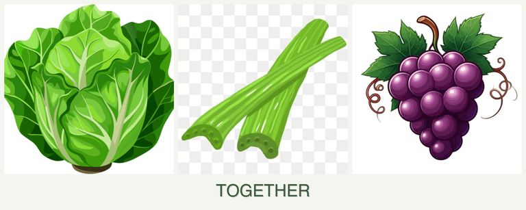Can you plant lettuce, celery and grapes together?