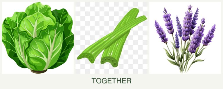 Can you plant lettuce, celery and lavender together?