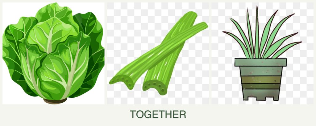 Can you plant lettuce, celery and lemongrass together?