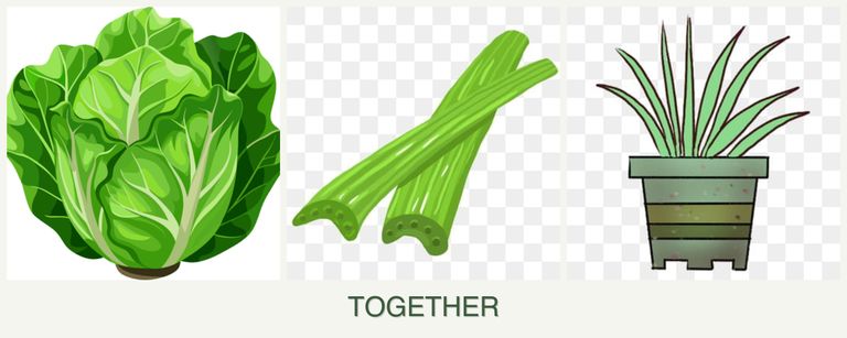 Can you plant lettuce, celery and lemongrass together?