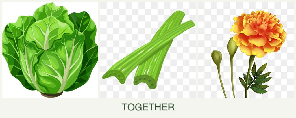 Can you plant lettuce, celery and marigolds together?