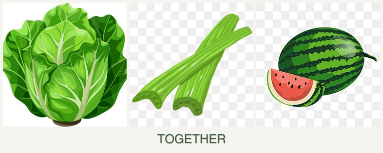 Can you plant lettuce, celery and melons together?
